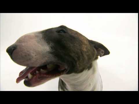 miniature bull terrier