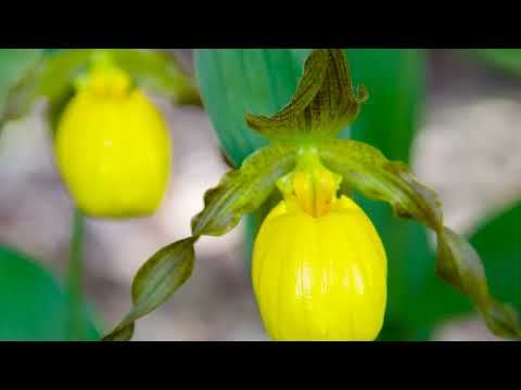 About the Plant Conservation Program | University of Minnesota Landscape Arboretum
