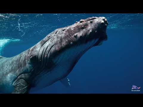 THE EXPLORERS 8K ASSOCIATION 8K PQ Rec2020 HDR10+