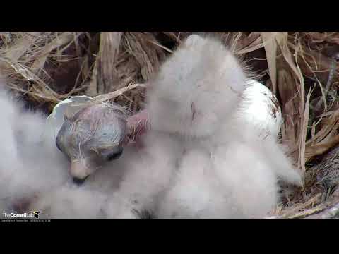 Third And Final Red-tailed Hawk Chick "I3"Hatches! – May 2, 2019