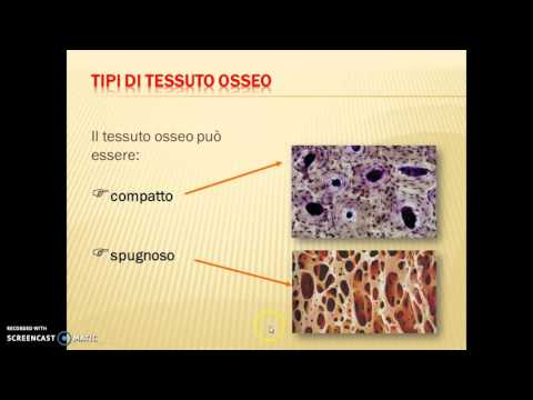 Il sistema scheletrico