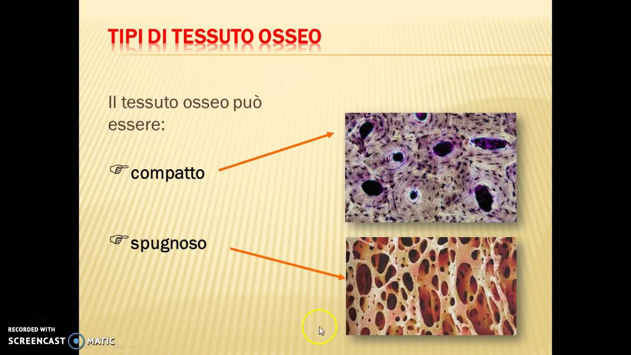 Il sistema scheletrico