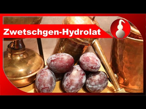 Zwetschgen-Hydrolat - aromatisiertes Wasser selber machen - diSTILLed