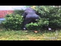50 Cent Throws Tony Yayo Into The Bushes