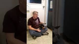 Video preview image #1 Mutt Puppy For Sale in Rustburg, VA, USA