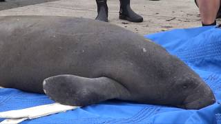 An Explanation of Pop Tart the Manatee's Release
