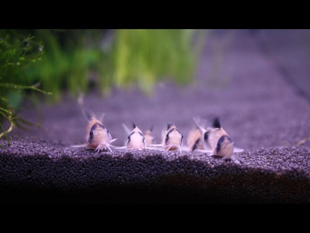 Feeding time in the tank with my Panda Corys, WCMM and RC Shrimp.