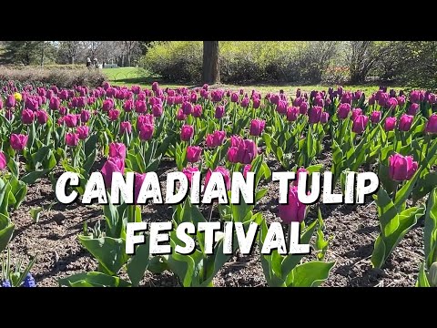 Canadian Tulip Festival Highlights | Dow’s Lake & Blooming Magnolias