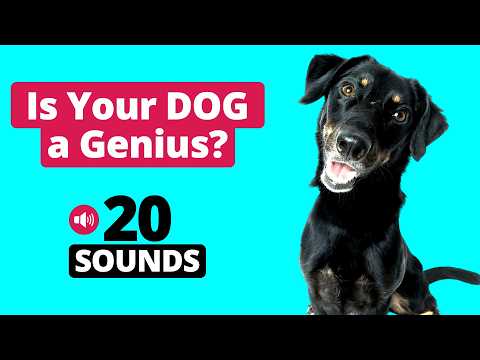 Only Smart Dogs React to These 20 Sounds! 🐶