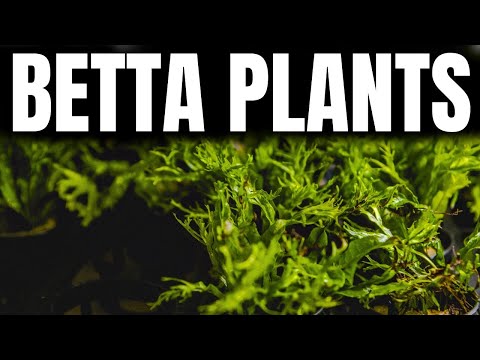 Ranking The BEST Plants For Betta Fish (Tierlist)