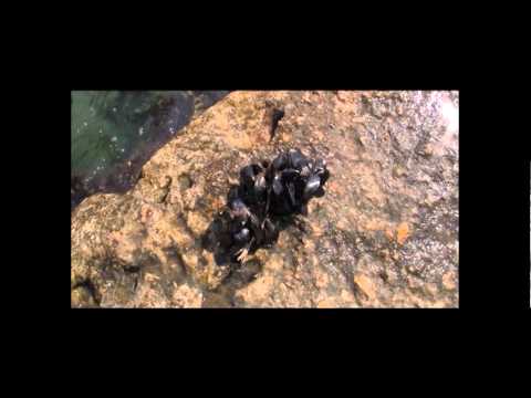 IL PICCIOTTO 2  " Operazione Malarmata "