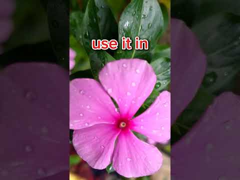 Sadabahar Extract Powder