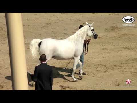 N 104 GHAZALA AL RAYYAN EL EKHLASS   Rabab Arabian Horse Championships   Mares 7+ Years Old Class 5A