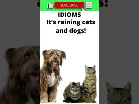 #idioms 101: Meaning of canine inspired idioms - It’s raining cats and dogs! #shorts