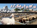 Biggest Turkish Dumba And Sheep Farm Ll Profitable Business Idea Farming Sheep Goat