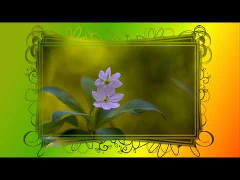 Danutė Neimontaitė. Labas rytas