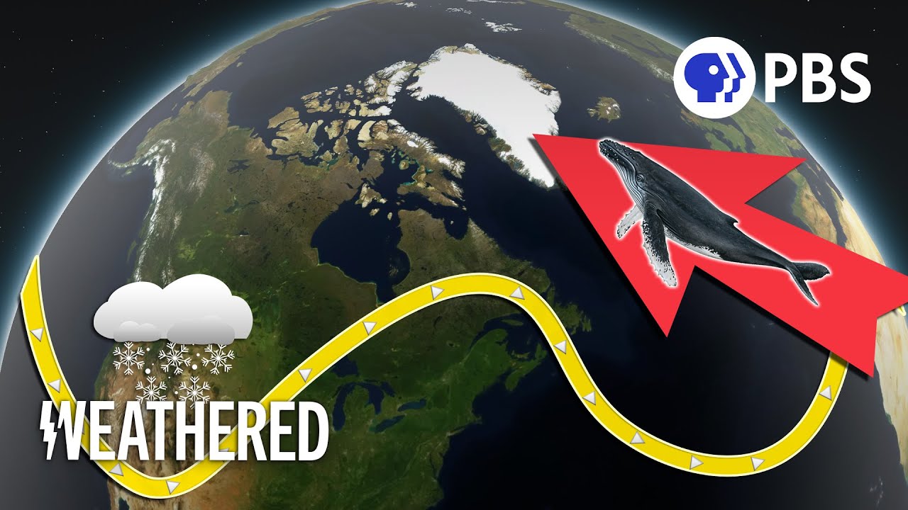 What Could THOUSANDS of Mysterious Whales Tell Us About Our Weather?