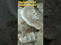 Moulted Skin Of A Cobra