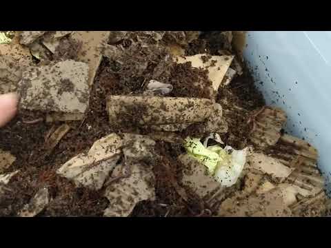 Vermicompost: Week 1 With Red and Blue Worm mix