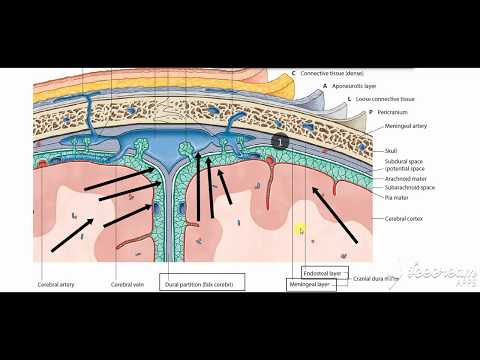 Meninges 2