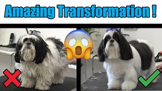 Shih Tzu Dematting Technique | Pro Pet Grooming Tip !