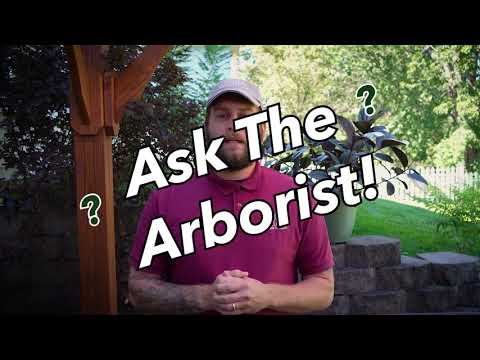 What to do About Suckers at Base of Trees