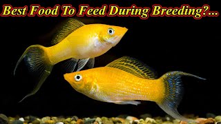 Breeding போது உணவளிக்க சிறந்த உணவு?... Best Food To Feed During Breeding?... / Fish Aquarium Tamil