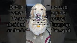 Am I at FAULT this time?! #funnydogvideos #dogproblems #funnydog #doglover #funnyvideos