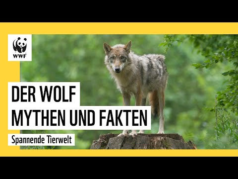 Isegrims Rückkehr- Mythen und Fakten zum Wolf in Deutschland
