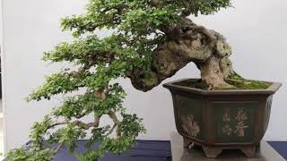 Download lagu BONSAI tree BEAUTIFUL made in CHINA part 1 mp3