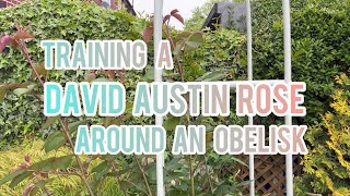 Training a David Austin Rose Around An Obelisk - James Galway English Rose