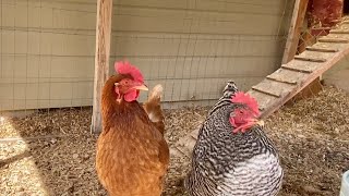 Meet my chickens!