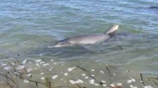 preview picture of video 'Touring Australia; Dolphins at Monkey Mia'