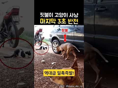 핏불이 고양이를 사냥하기 1초 전 상황 ㄷㄷ #핏불 #고양이 #Shorts