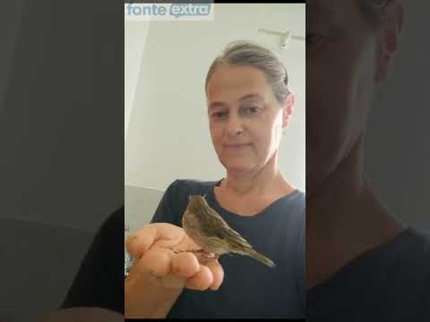 Marlene Avanzi de São Pedro do Iguaçu e o amor pelos pássaros... Cenas bonitas de interatividade...