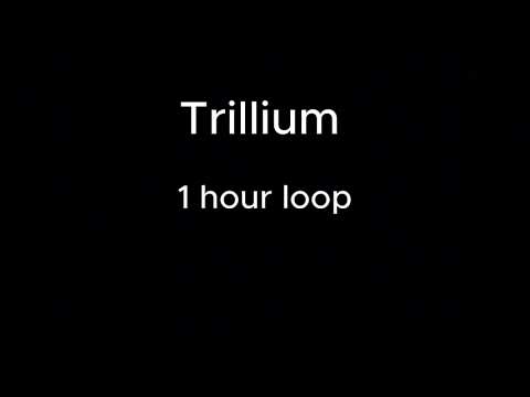 Trillium (1 hour loop)