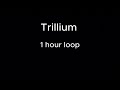 Trillium 1 Hour Loop