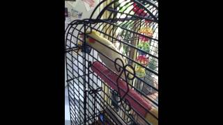 talking bird (mental)