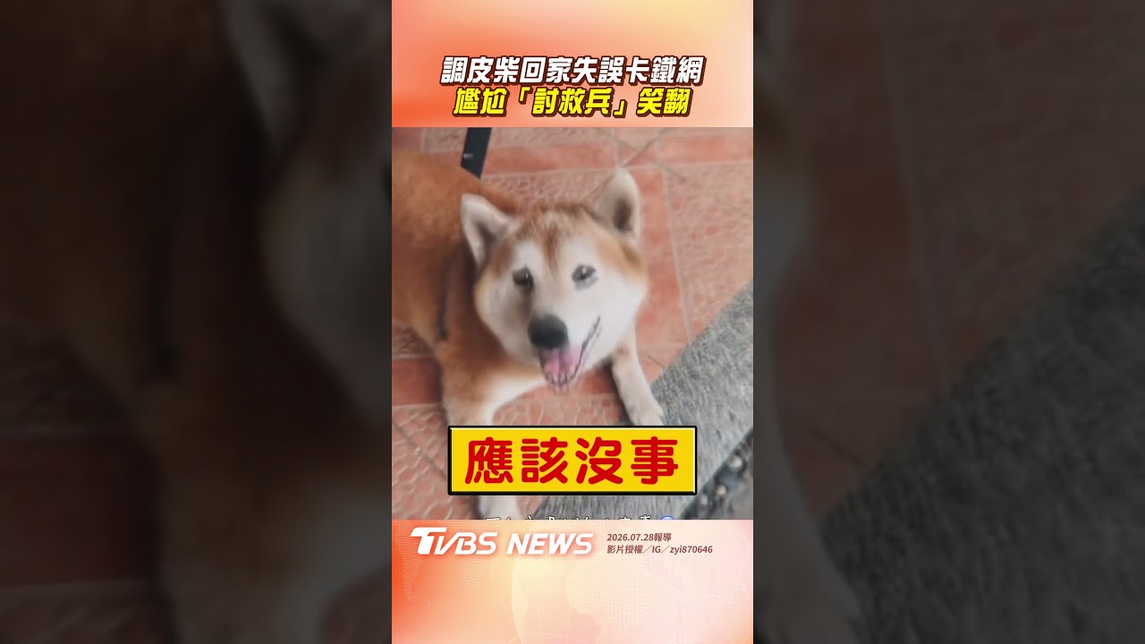 影音/調皮柴回家失誤卡鐵網 尷尬「討救兵」笑翻