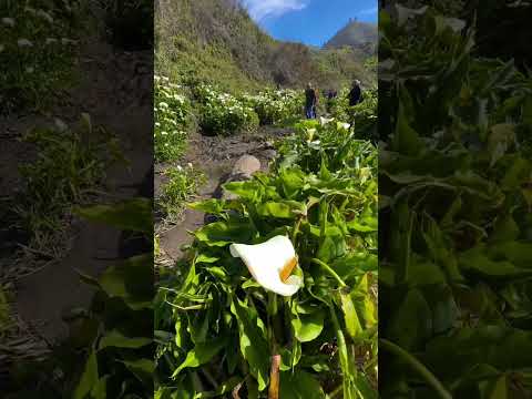 Calla Lily Valley, B&W Analog Film Photos on Ilford HP 5 Plus with Yashica T4 Super