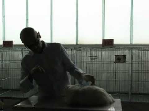 Stefilla Karl Lagerfeld 2nd Best Allbreed Cat of Jean-Marc Lagarde