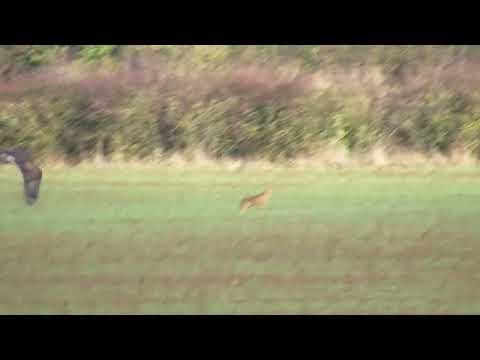 Golden Eagle chasing Brown Hare