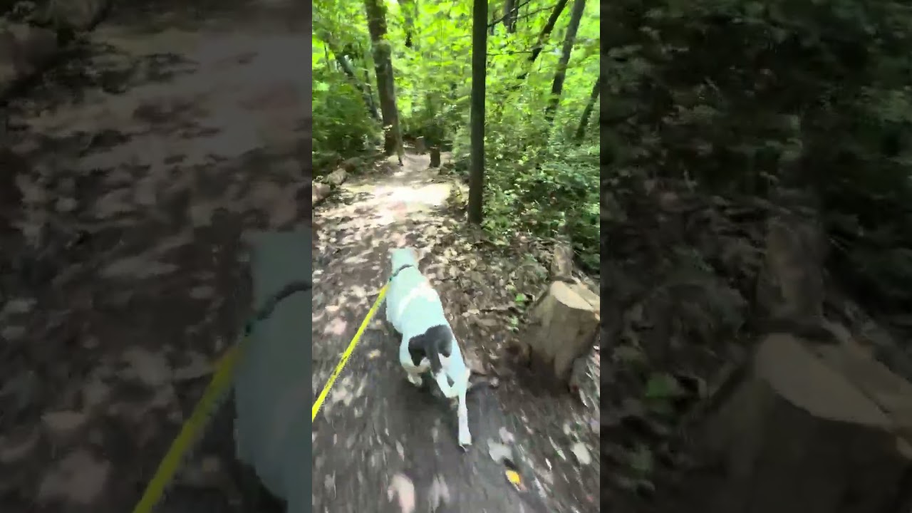Ice Hill, a Adoptable American Staffordshire Terrier in Greensboro, NC video 6/6
