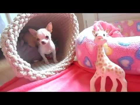 download lagu mp3 mp4 Elevage De Chihuahua Miniature, download lagu Elevage De Chihuahua Miniature gratis, unduh video klip Elevage De Chihuahua Miniature