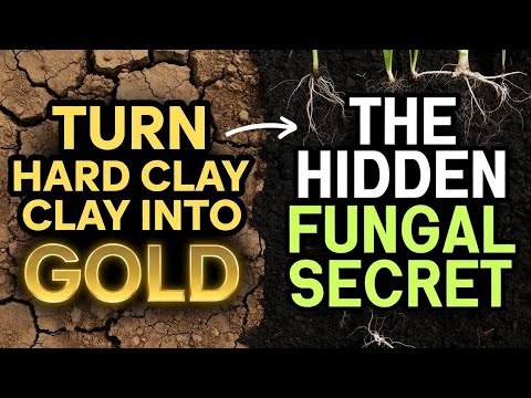 Clay Soil Gardening Breakthrough: The Forgotten Mushroom Trick That Turns Hard Ground Into Gold