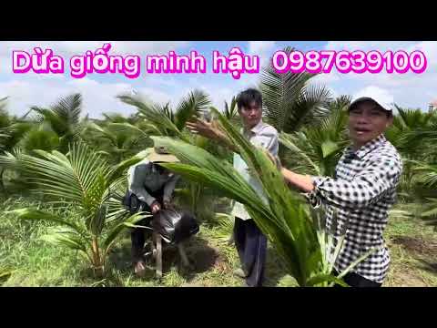 Giao 700 cây dừa Mã Lai . Cao 2m lá rất đẹp về Đồng Nai, liên hệ Cơ sở Minh Hậu 0987639100