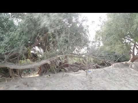 Daati wala peer  darbar in 682/23 GB