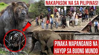 Pinaka Mapanganib na Hayop sa Buong Mundo | Nasa Pilipinas Pala | Mister Di