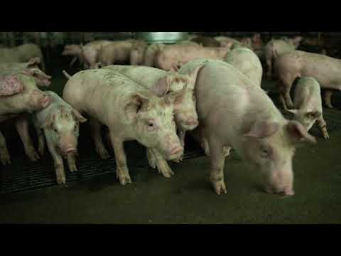 CONTAGION ENDING SCENE - FULL HD