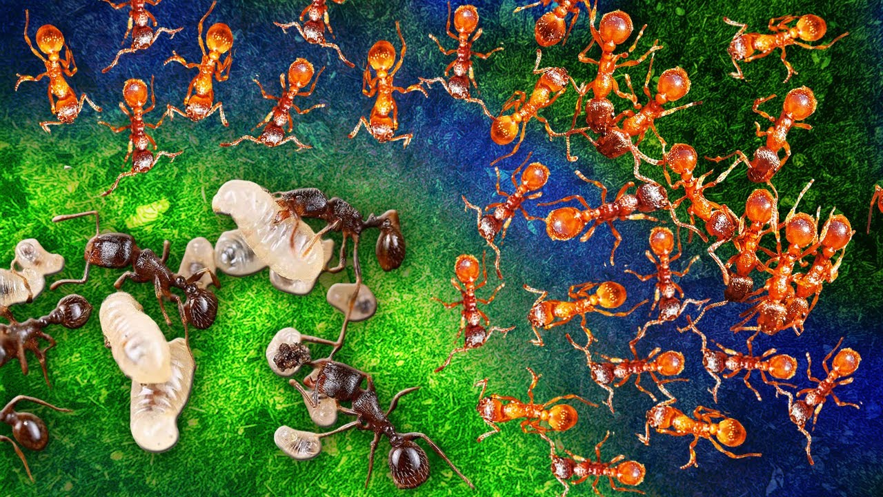 ВОЙНА в Террариуме После Заселения Двух Разных Видов Муравьёв?!